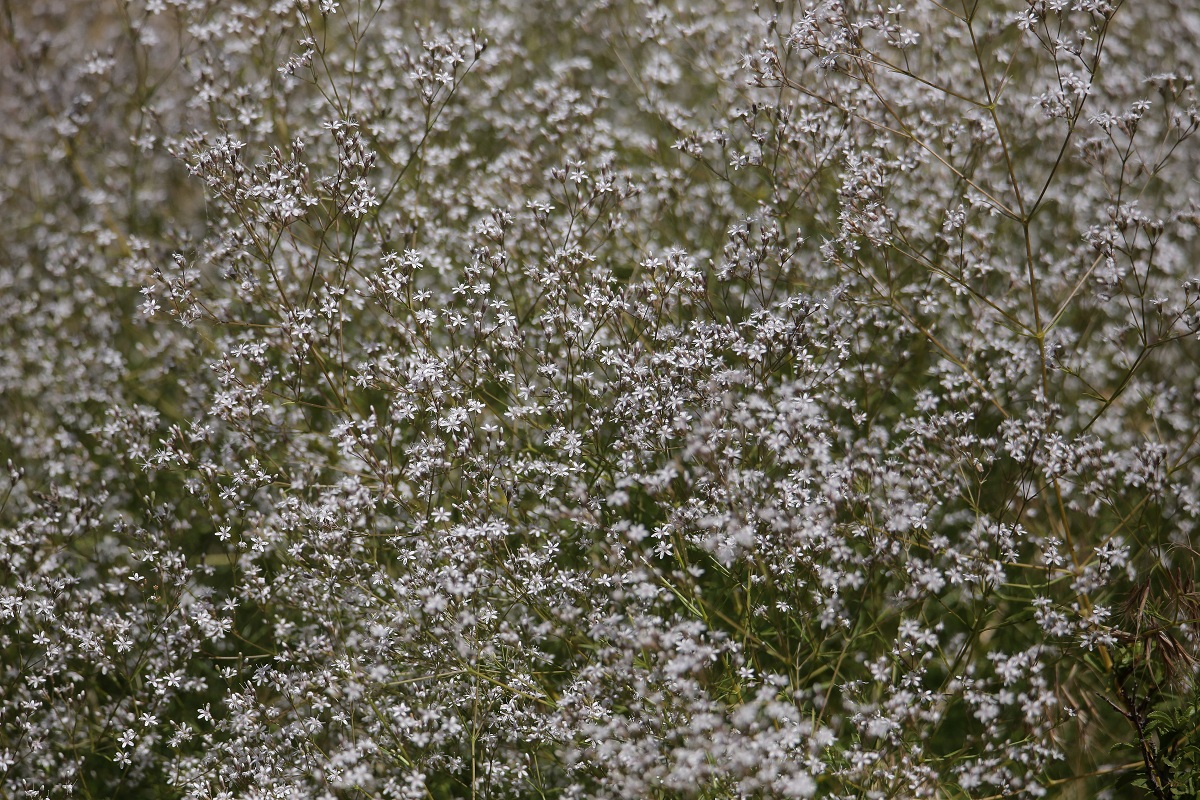 Изображение особи Acanthophyllum gypsophiloides.