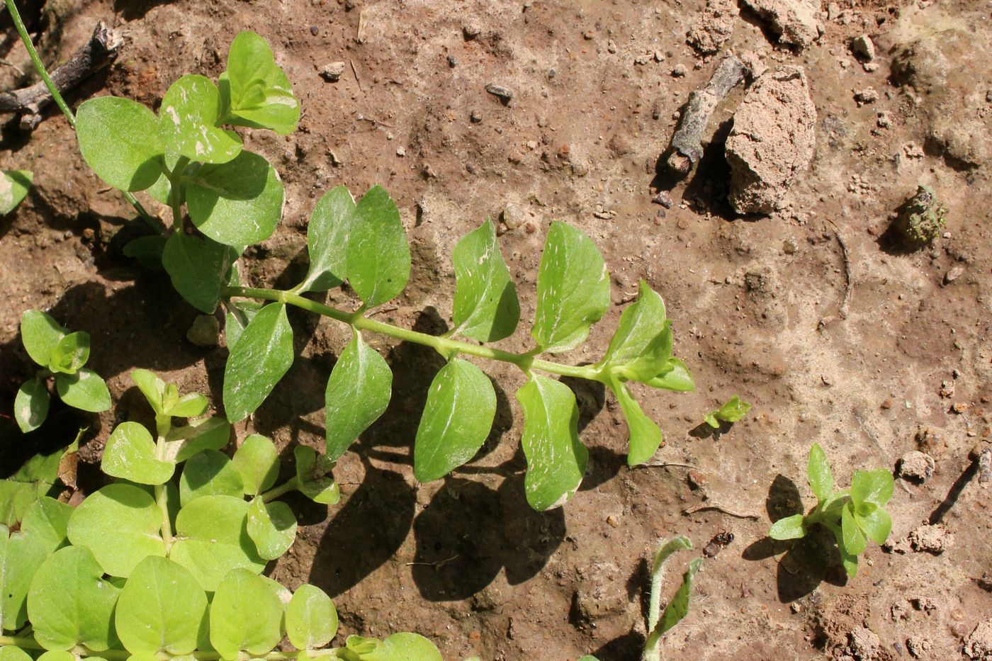 Изображение особи Lysimachia nummularia.