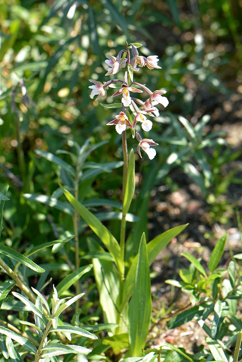 Изображение особи Epipactis palustris.