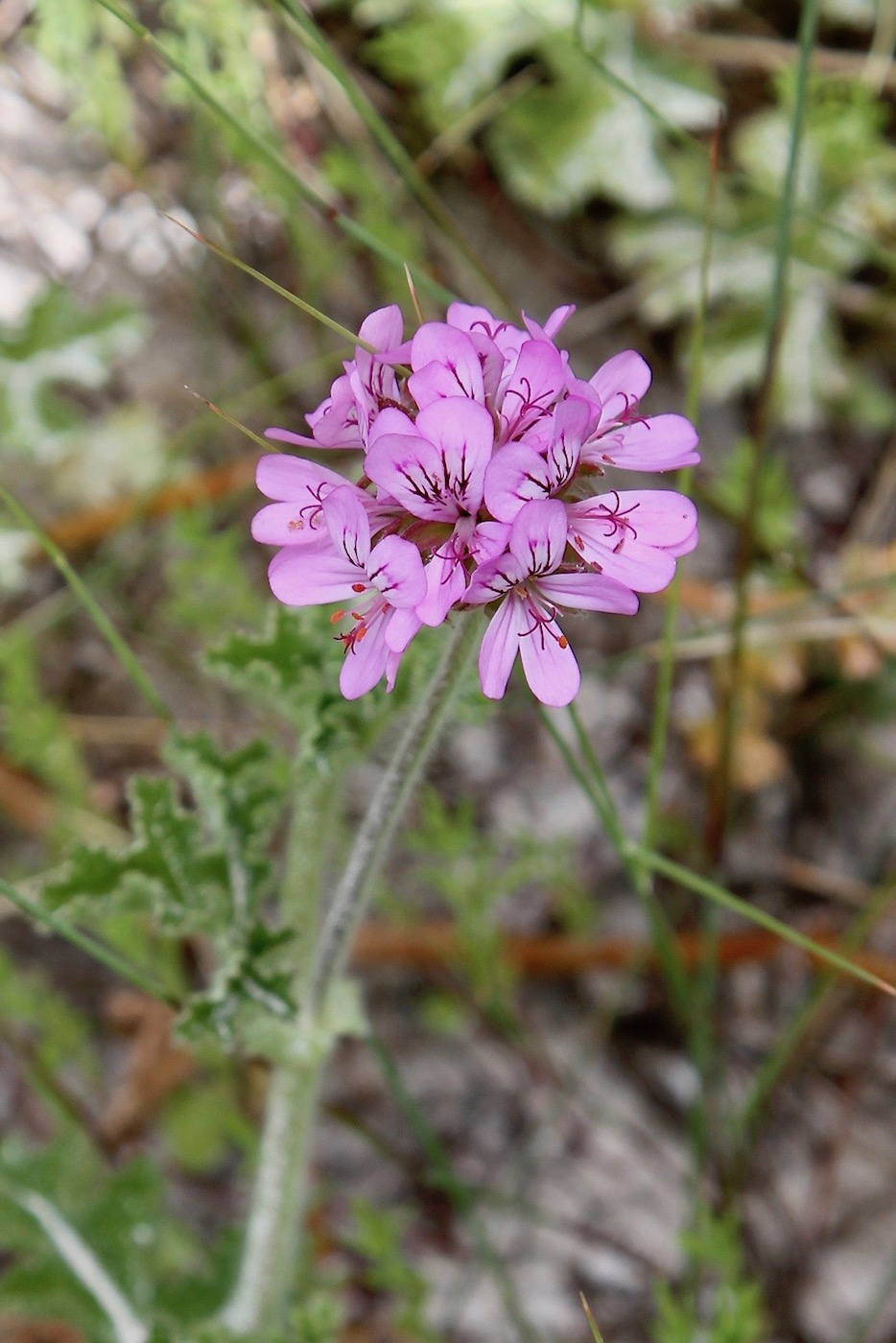 Изображение особи Pelargonium capitatum.