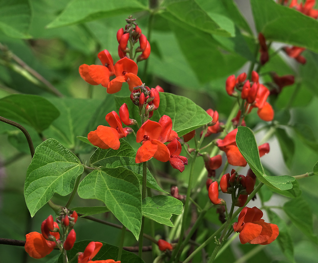 Изображение особи Phaseolus coccineus.