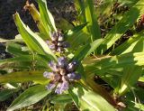 Gentiana macrophylla