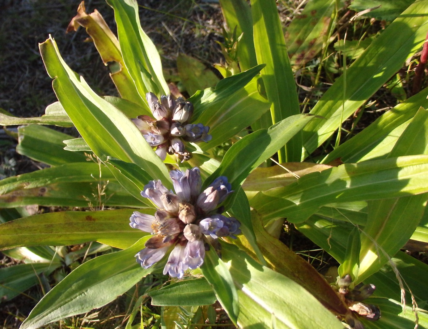 Image of Gentiana macrophylla specimen.