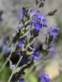 Lavandula angustifolia подвид pyrenaica. Соцветие. Испания, автономное сообщество Каталония, провинция Барселона, комарка Бергеда, муниципалитет Сальдес, подножие горы Педрафорка, окр. смотр. площадки \"Гресолет\", 1557 м н.у.м., каменистый склон восточной экспозиции. 16.07.2020.