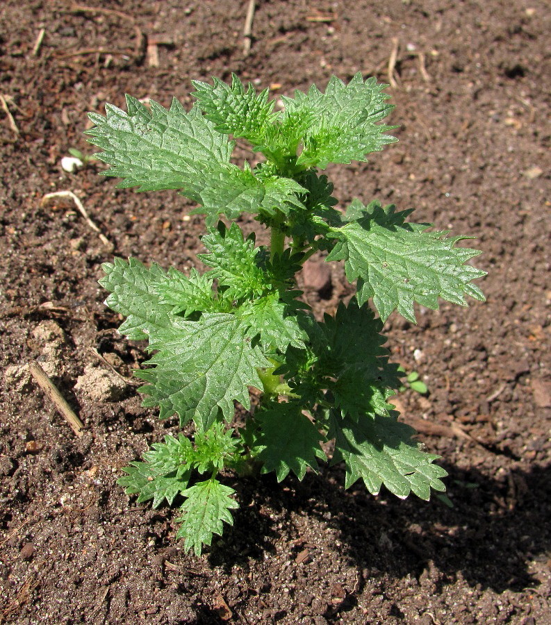 Image of Urtica urens specimen.