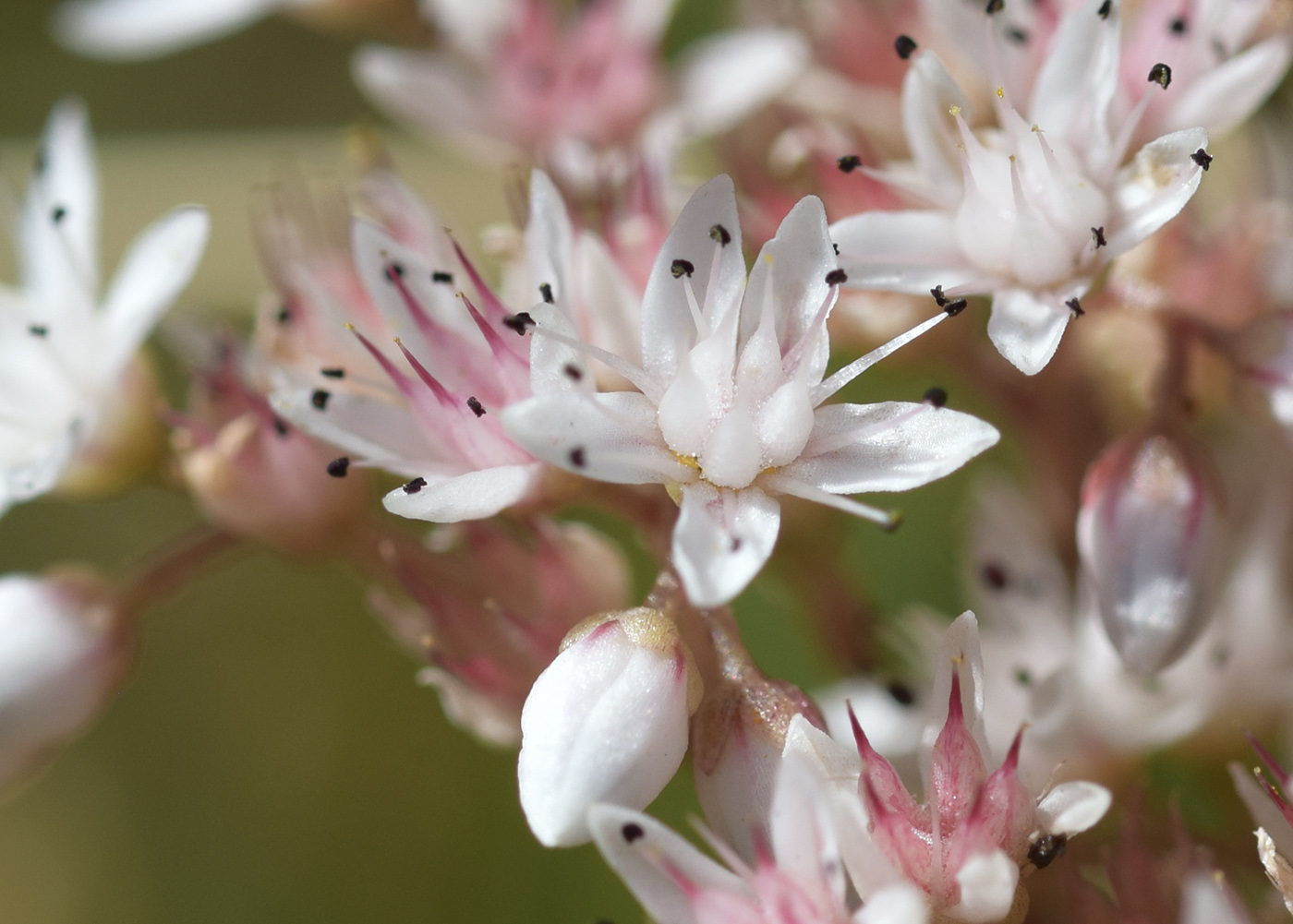 Изображение особи Sedum album.