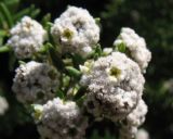 Phylica ericoides