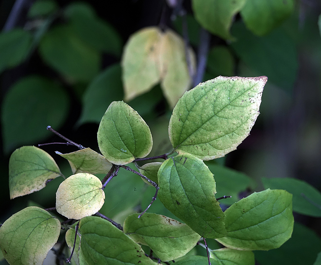 Image of Philadelphus pubescens specimen.