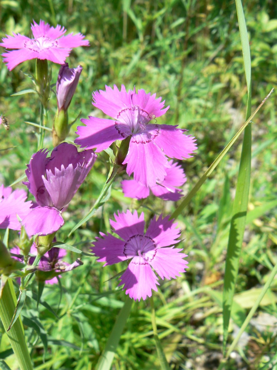 Image of Dianthus chinensis specimen.
