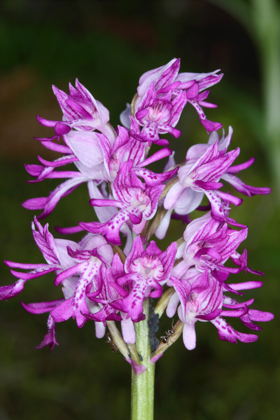 Изображение особи Orchis militaris.