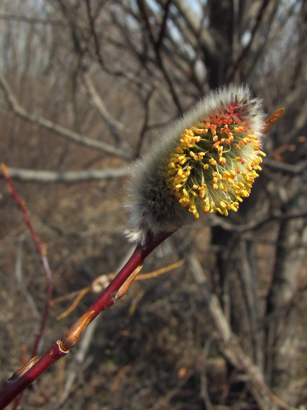 Image of Salix rorida specimen.