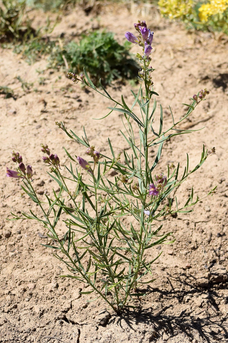 Изображение особи Linaria popovii.