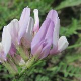 Astragalus captiosus