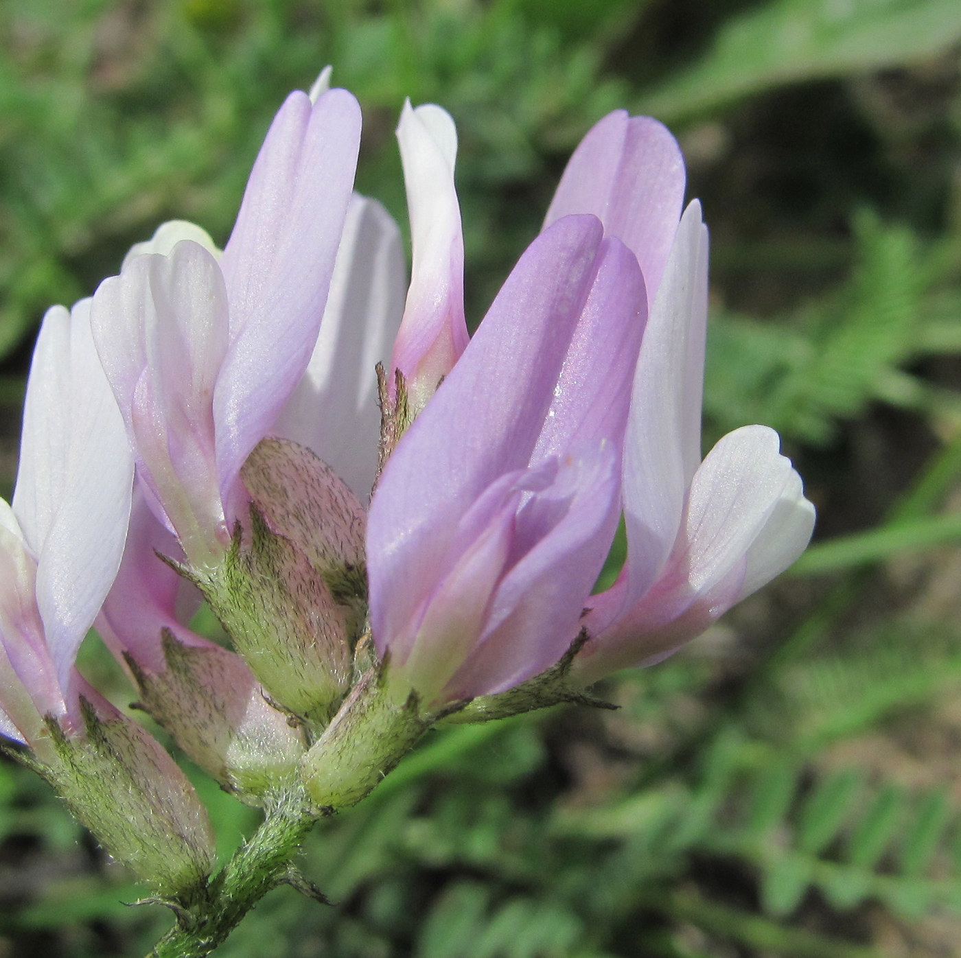 Изображение особи Astragalus captiosus.