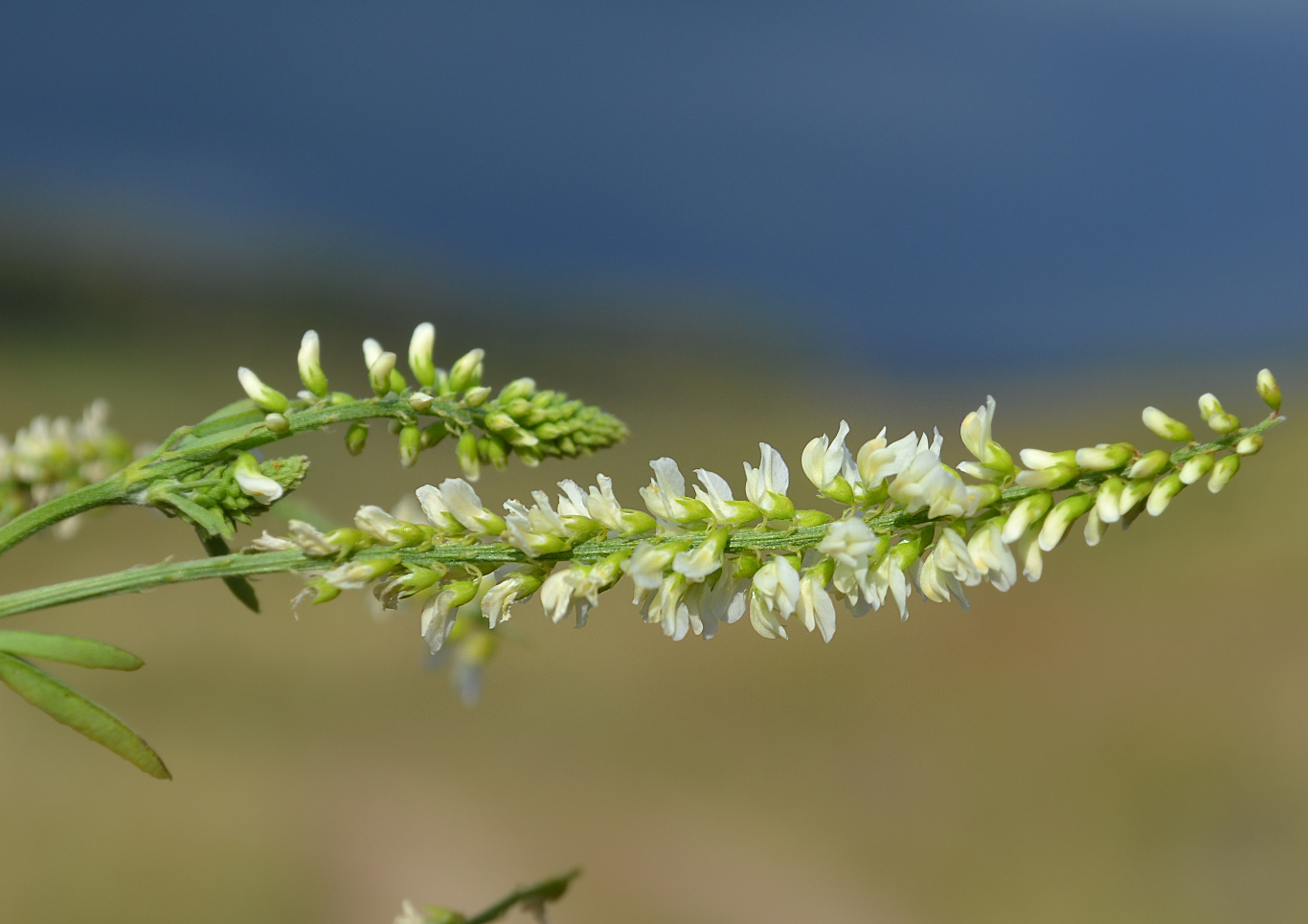 Изображение особи Melilotus albus.