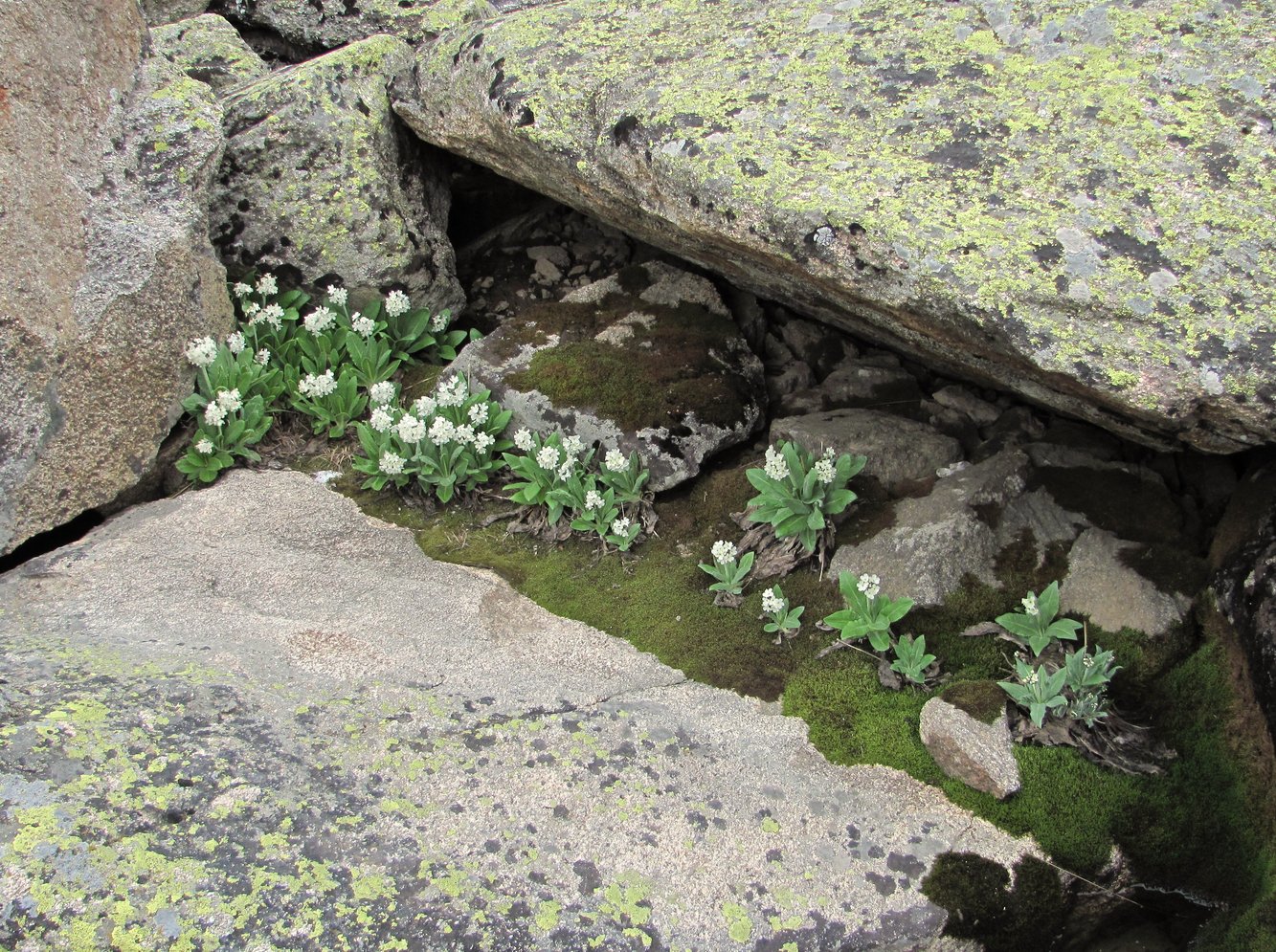 Image of Primula bayernii specimen.