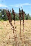 Rumex stenophyllus