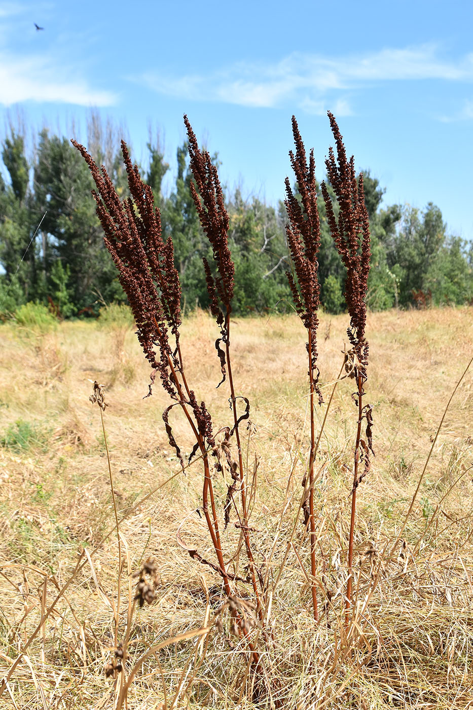 Image of Rumex stenophyllus specimen.