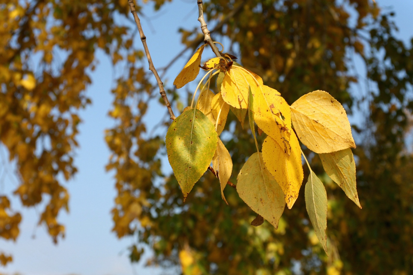 Image of Populus &times; sibirica specimen.