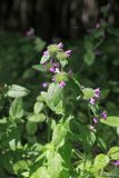 Clinopodium vulgare