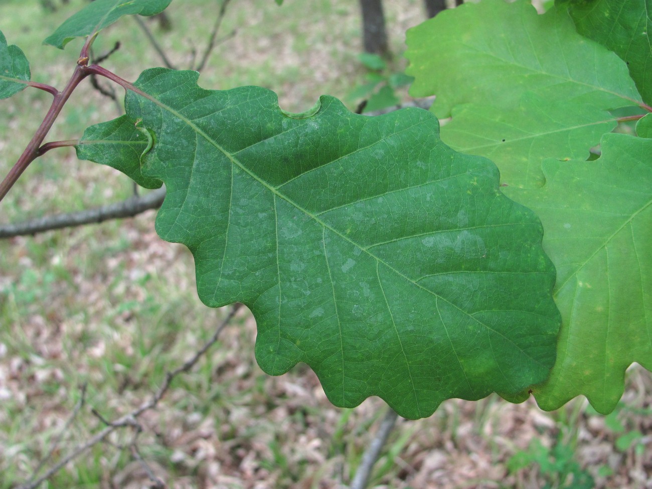 Image of Quercus petraea specimen.