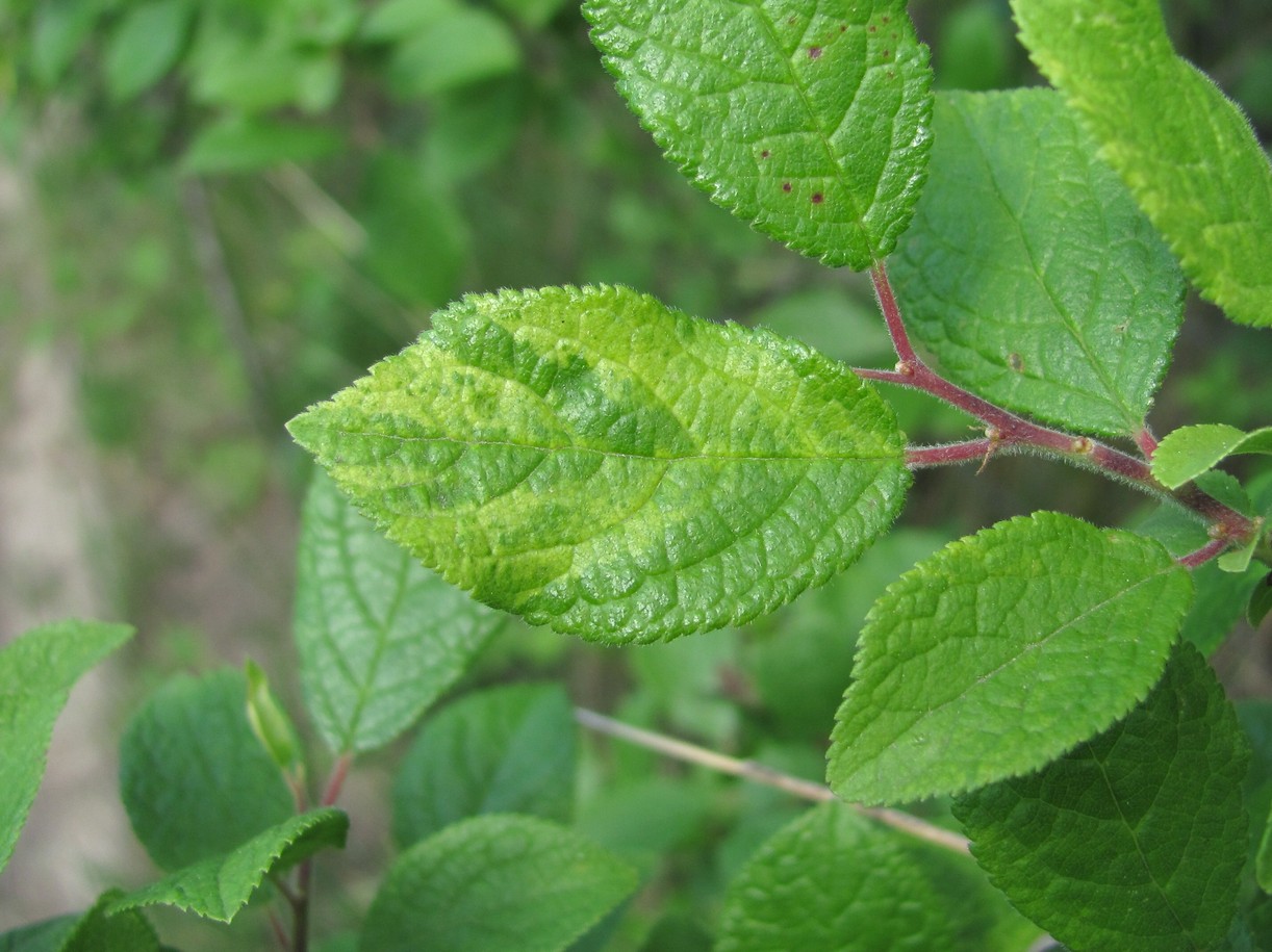 Image of Prunus spinosa specimen.