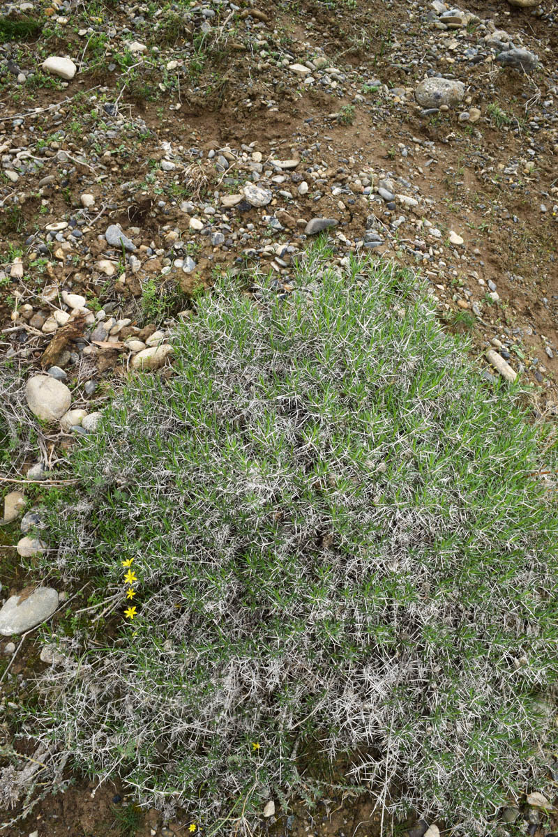 Image of Acanthophyllum pungens specimen.