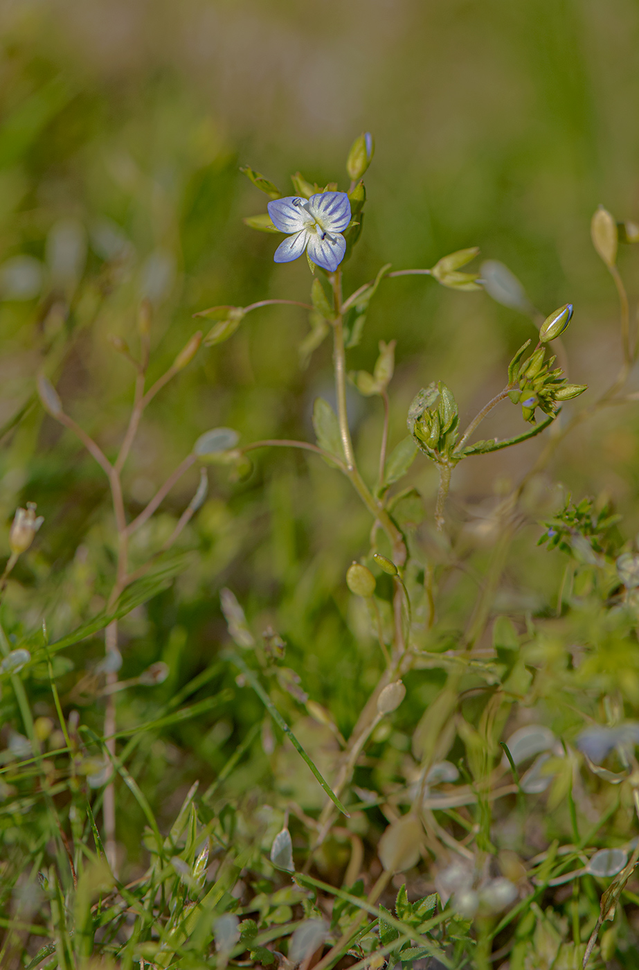 Image of genus Veronica specimen.