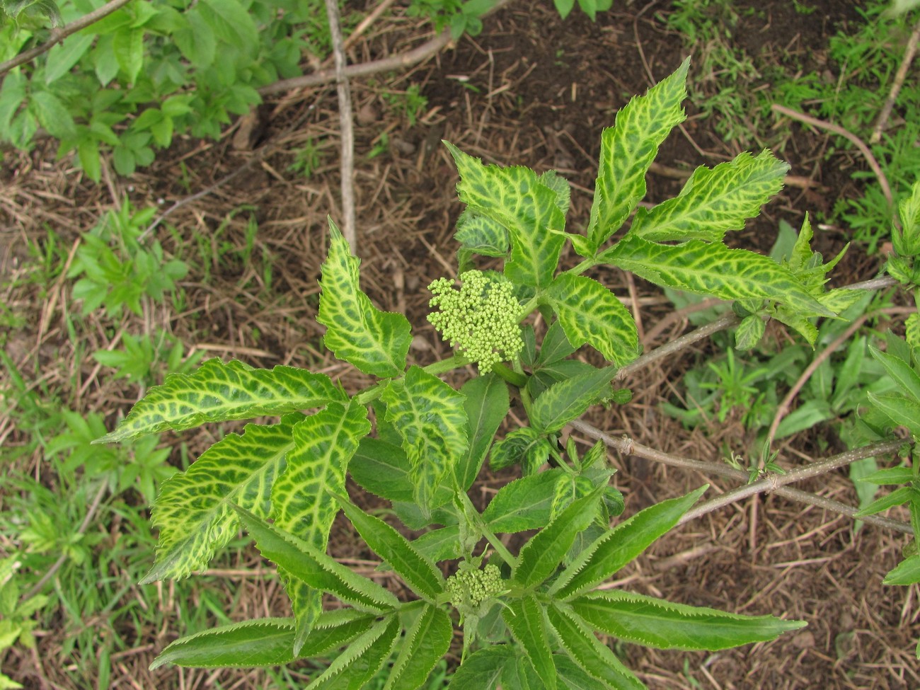 Image of Sambucus nigra specimen.