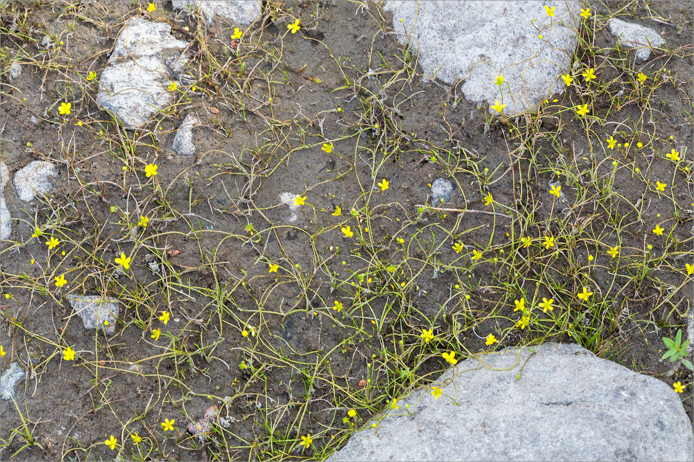 Изображение особи Ranunculus reptans.