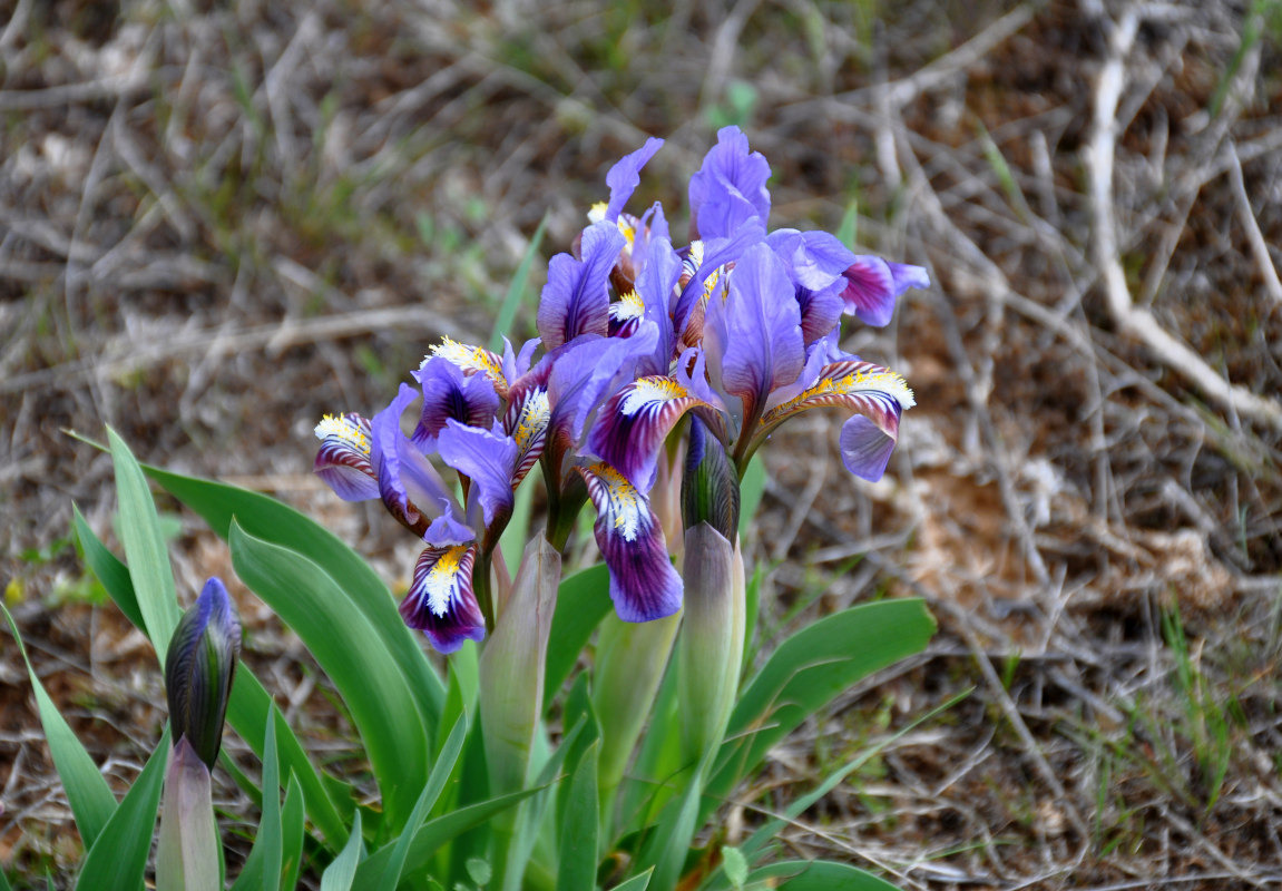 Изображение особи Iris scariosa.