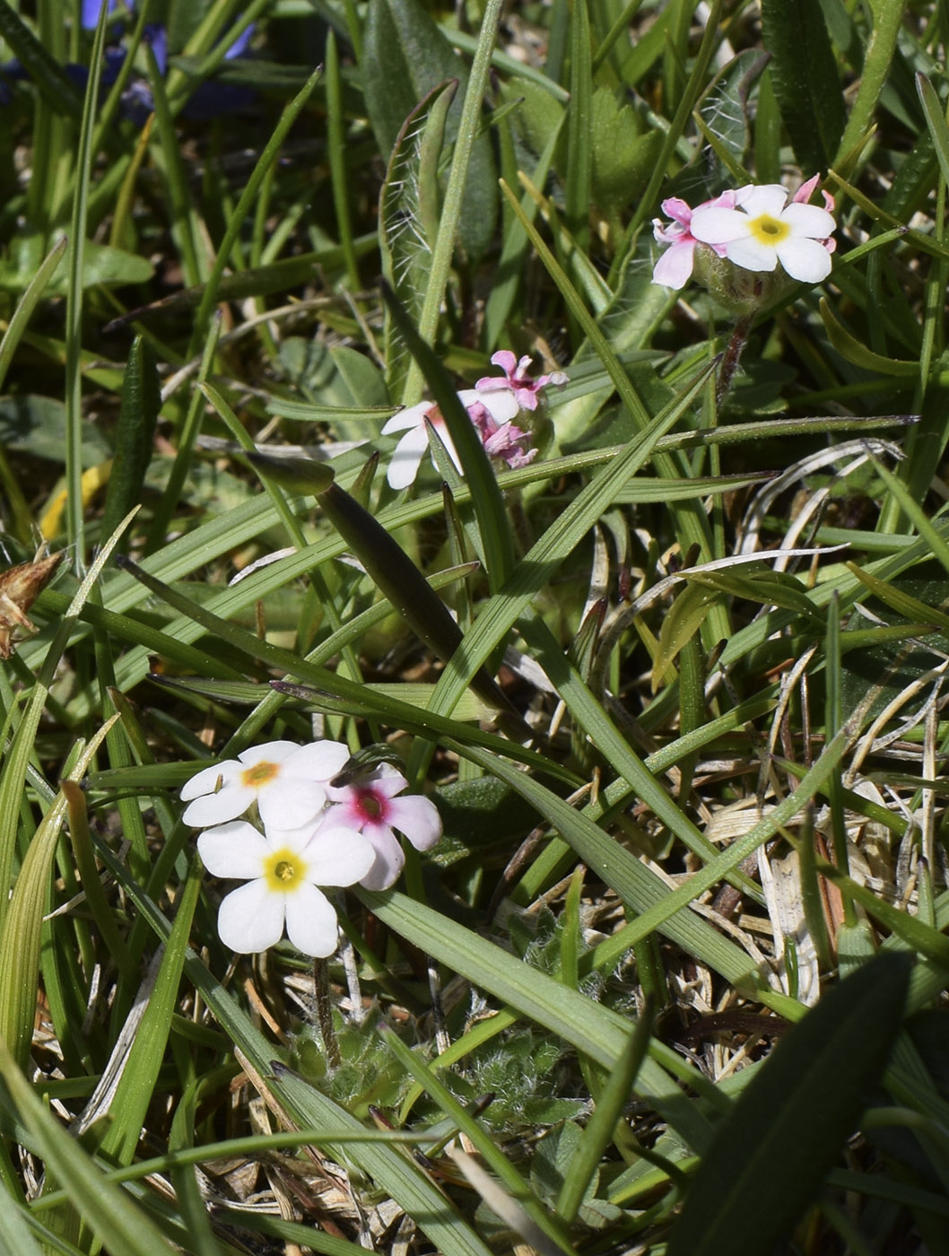 Image of Androsace villosa specimen.