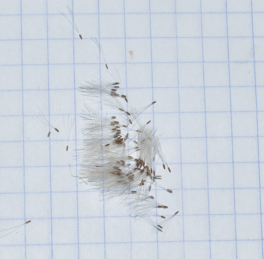 Image of Phagnalon rupestre specimen.