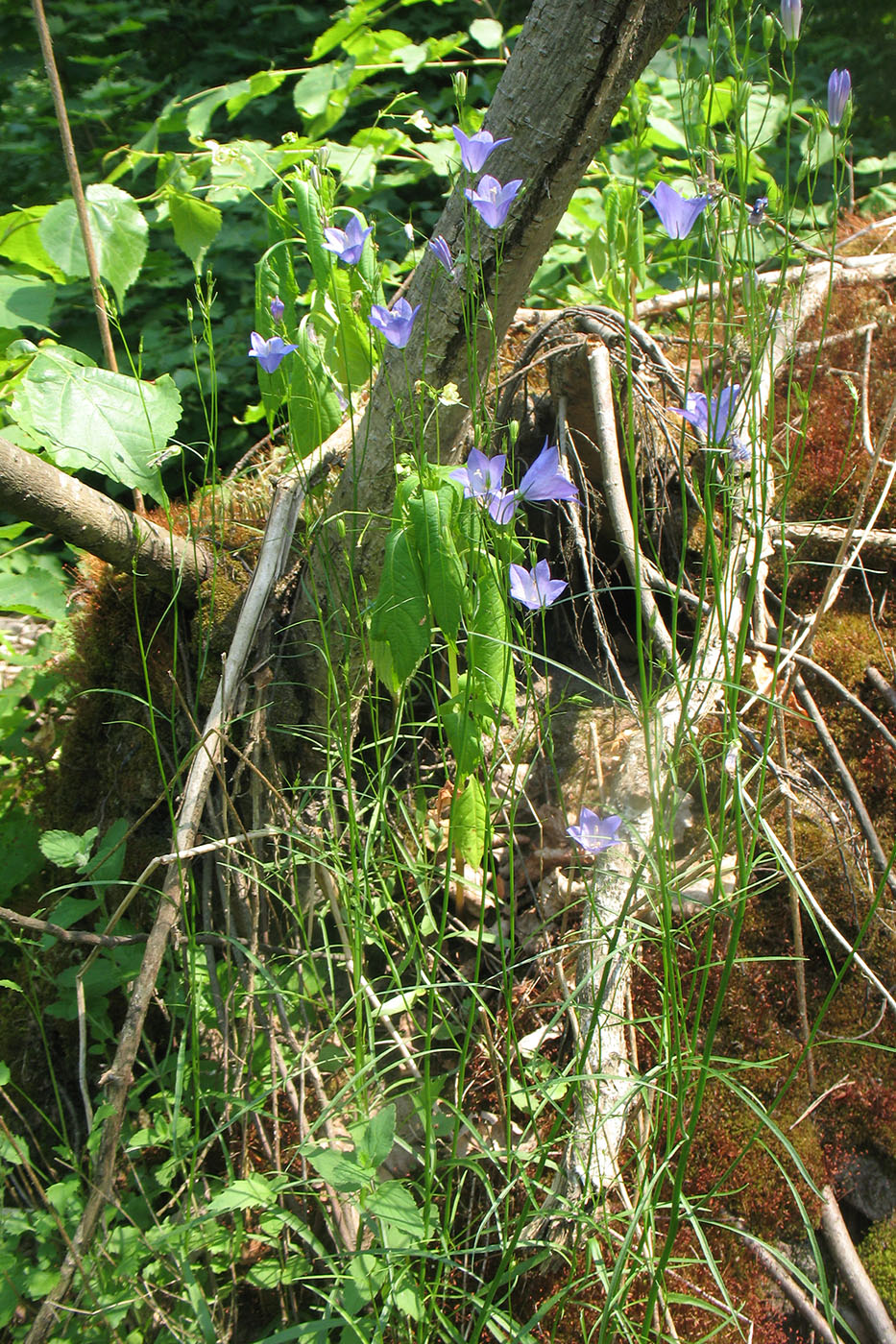 Image of Campanula rotundifolia specimen.