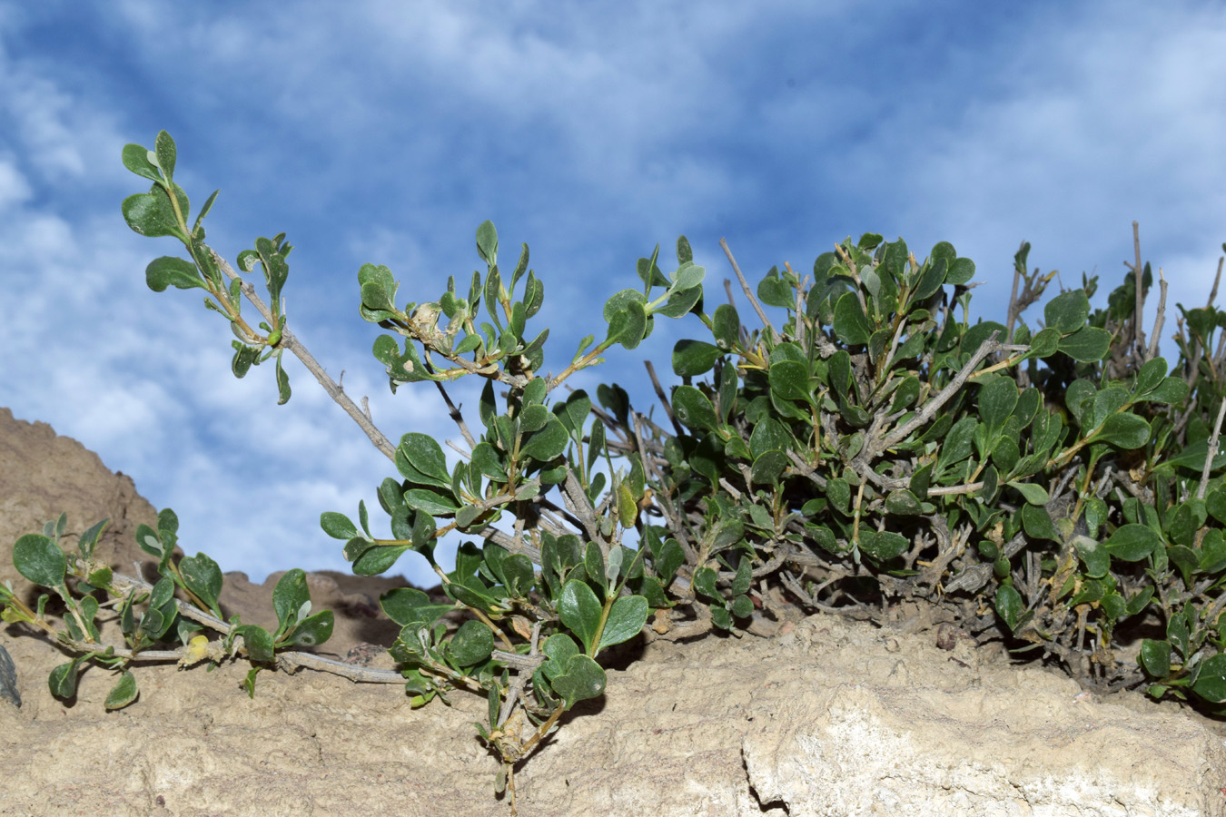 Изображение особи Zygophyllum atriplicoides.