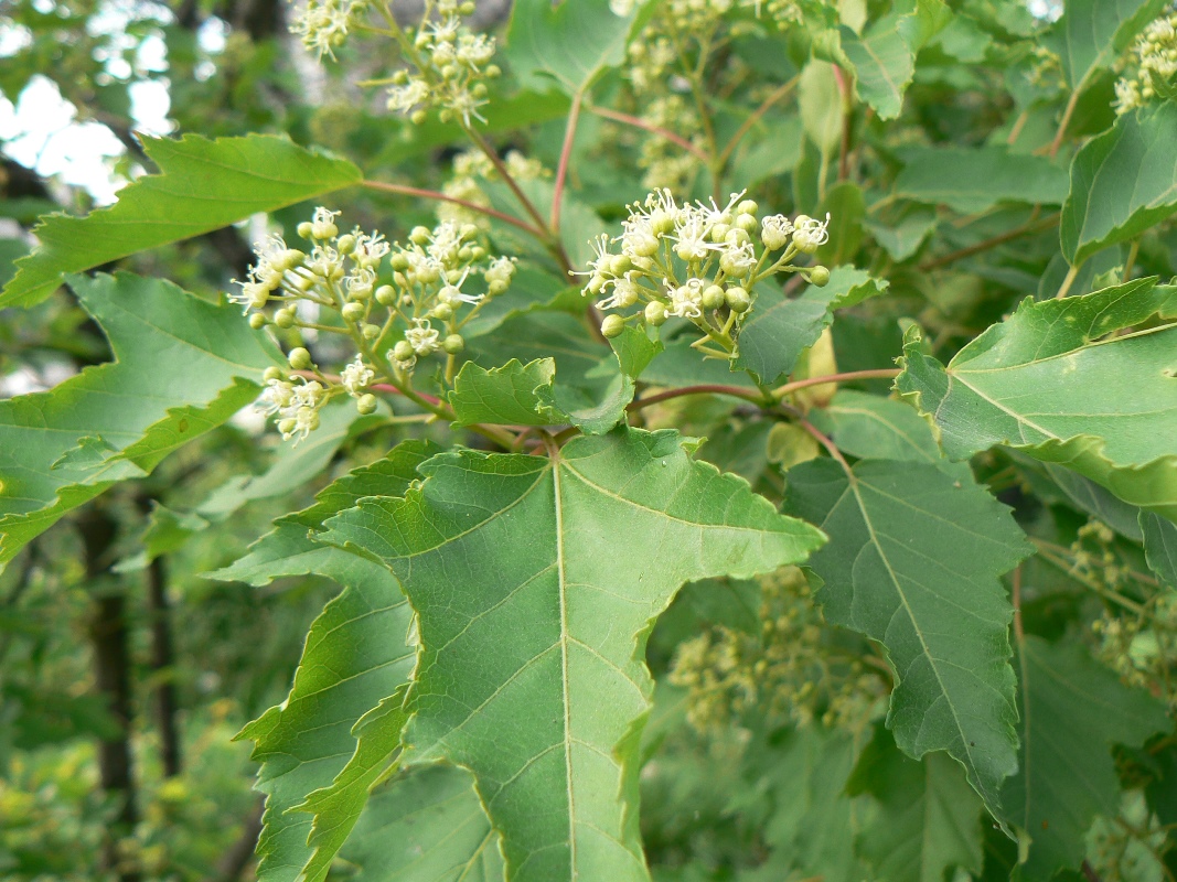 Image of Acer ginnala specimen.