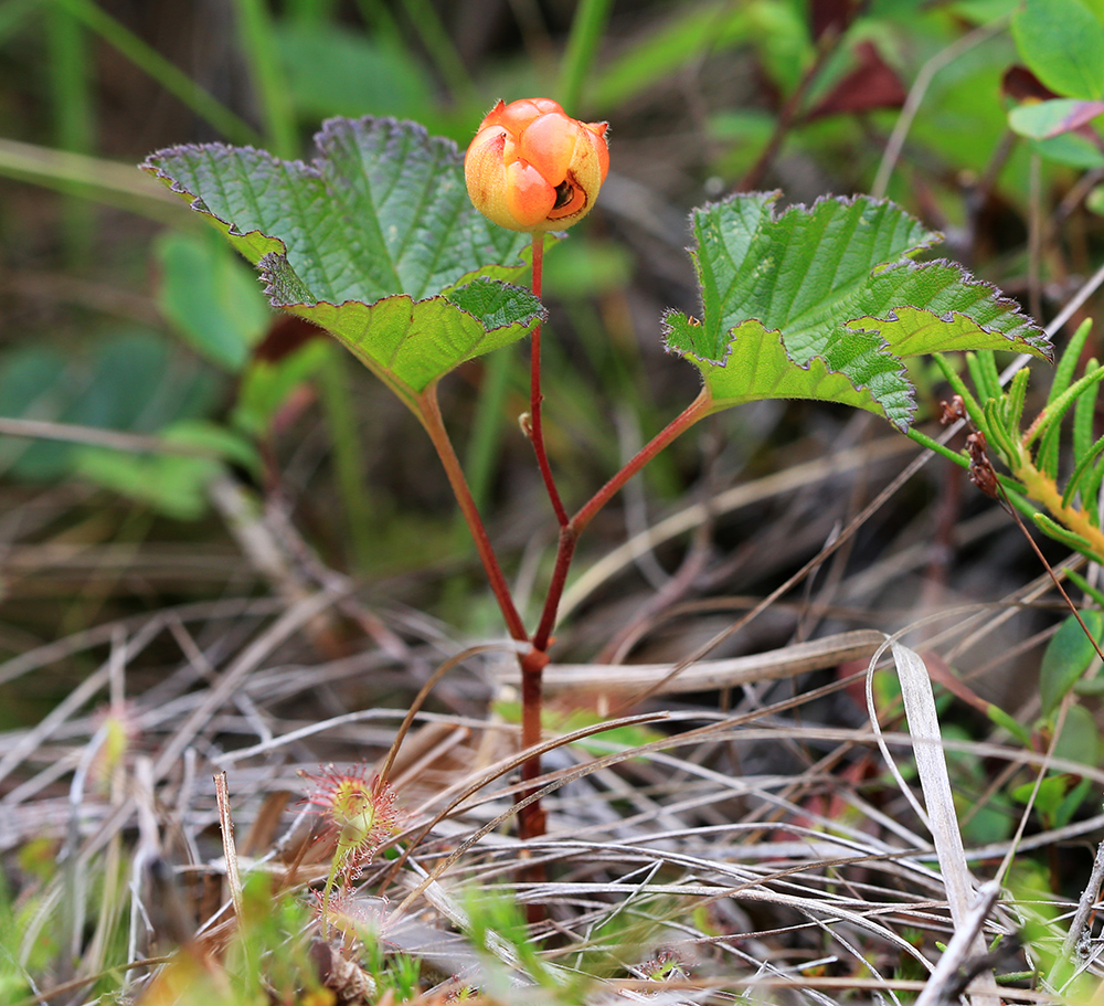 Изображение особи Rubus chamaemorus.