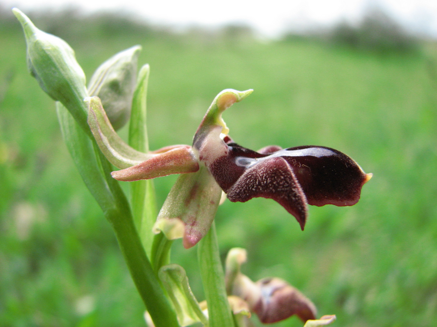 Image of Ophrys mammosa ssp. caucasica specimen.