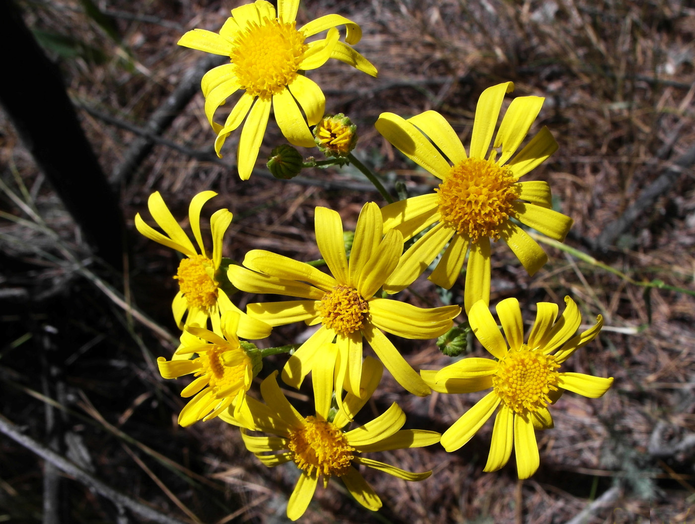 Image of Senecio jacobaea specimen.