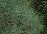 род Ephedra