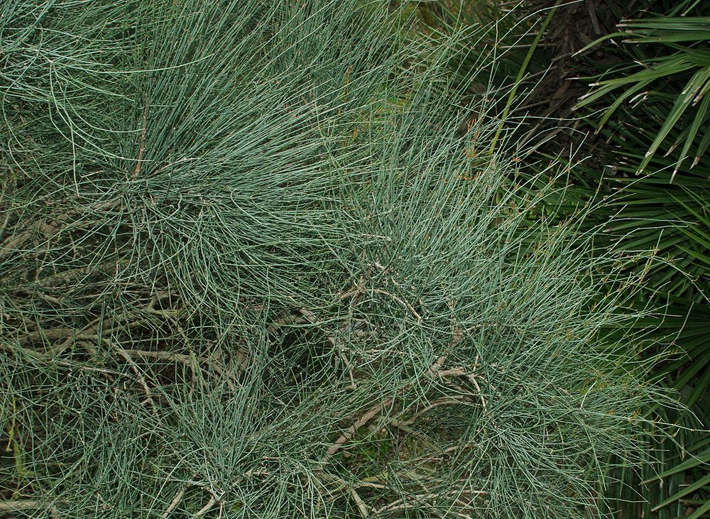 Image of genus Ephedra specimen.