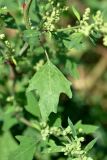 Chenopodium acerifolium