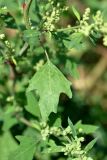 Chenopodium acerifolium. Лист. Республика Татарстан, окр. г. Набережные Челны, Шильнинский лес, на песке. 15.08.2021.