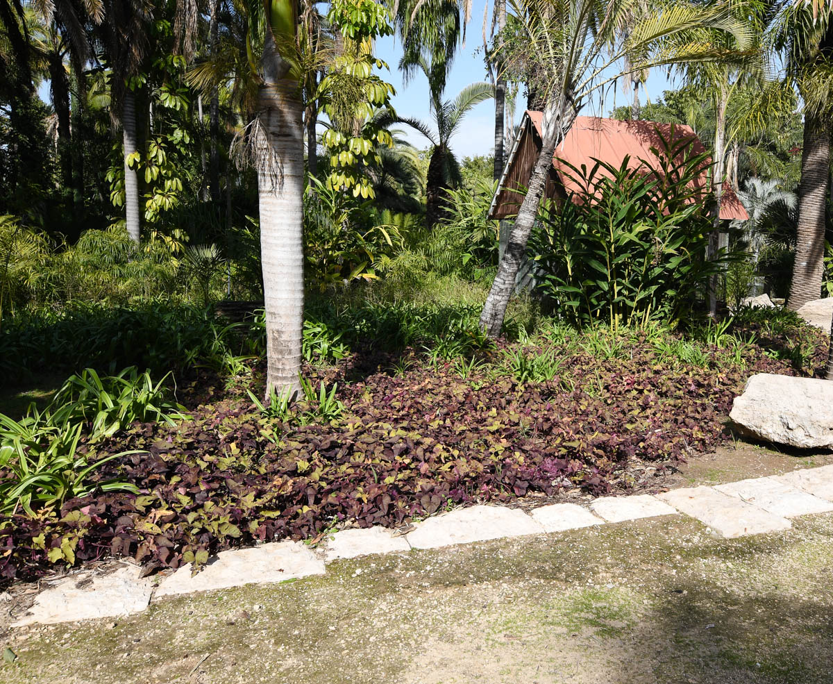 Image of Ipomoea batatas specimen.