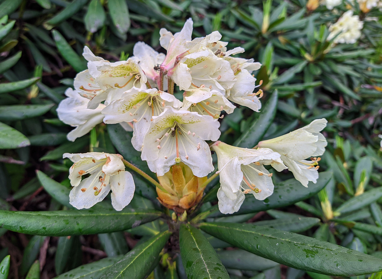 Изображение особи Rhododendron caucasicum.