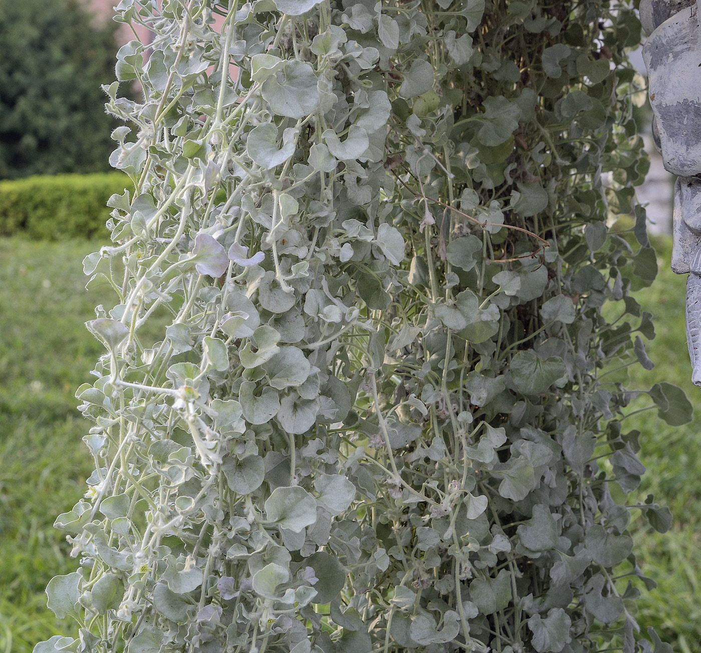 Изображение особи Dichondra argentea.