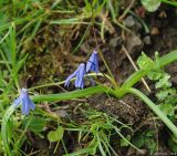 Scilla caucasica. Цветущее растение. Азербайджан, Лерикский р-н. 13.04.2010.