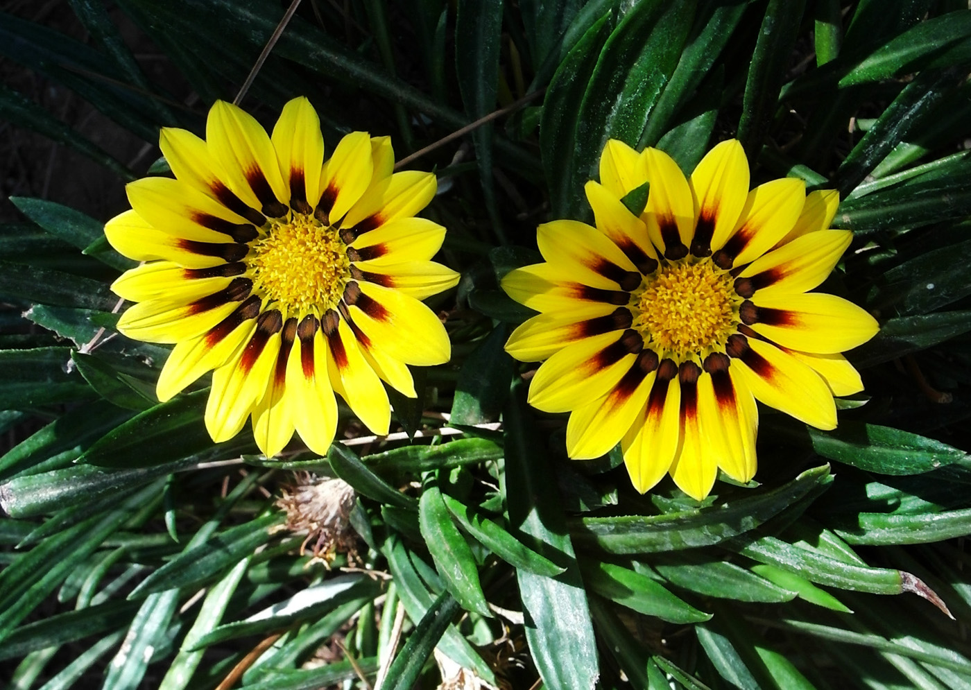 Изображение особи Gazania rigens.