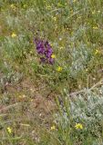 Verbascum phoeniceum. Цветущее растение с сообществе с Erodium cicutarium, Stipa и Scorzonera. Крым, Караларский природный парк, долина р. Сююрташ, степь. 09.05.2021.