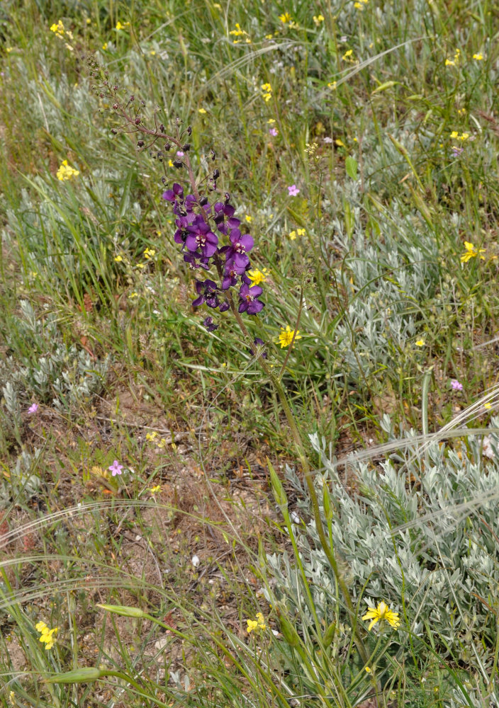 Изображение особи Verbascum phoeniceum.